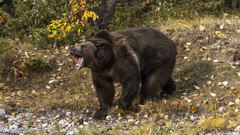 Angry grizzly bear in woods