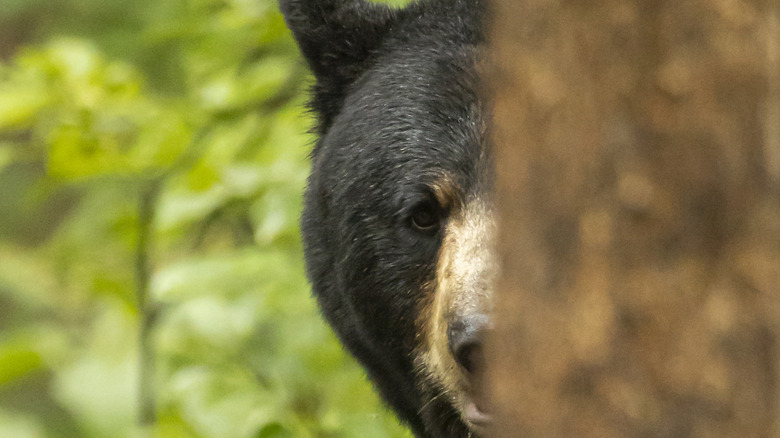 bear peeking around tree