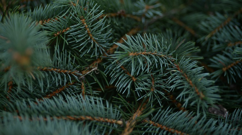 Closeup of pine tree