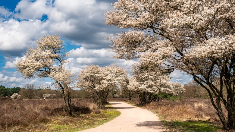 Serviceberry trees in bloom beside a path