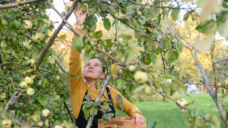 woman picking apples