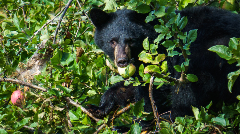 black bear in apple tree