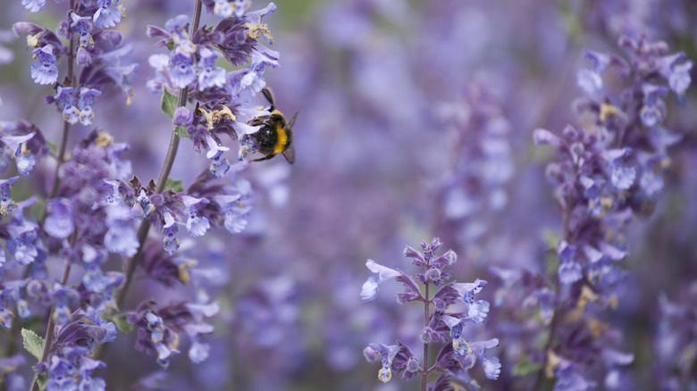 Bee pollinating purple catmint flowers