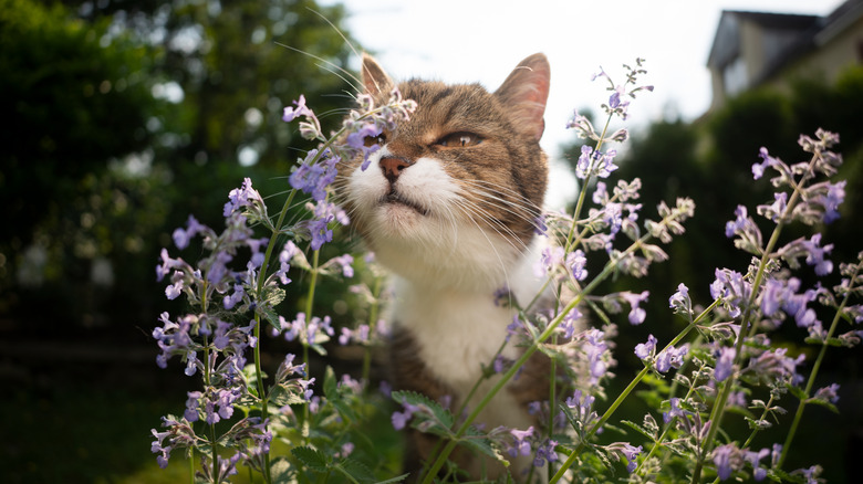 Cat smelling catnip in yard