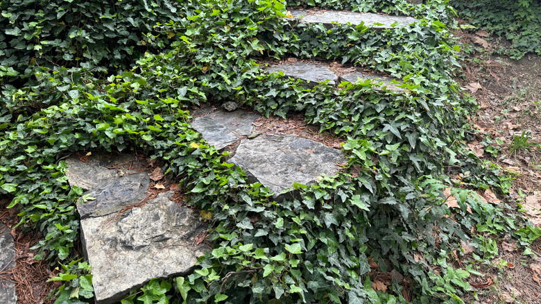 English ivy taking over a garden