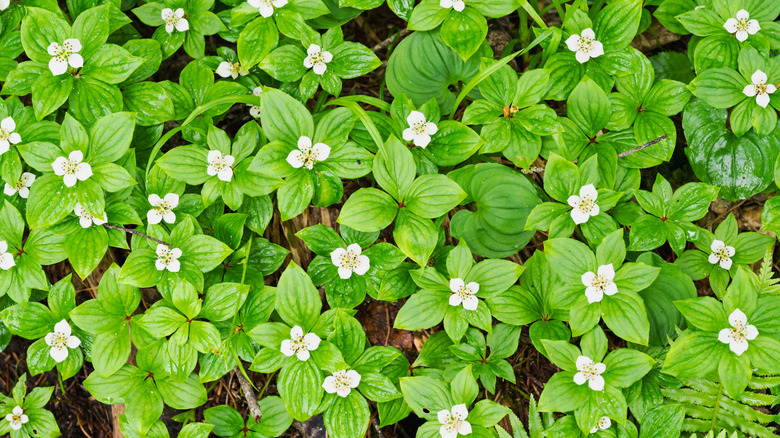 Bunchberry garden ground cover