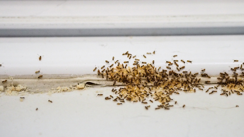 ants swarming on the bottom of a wall