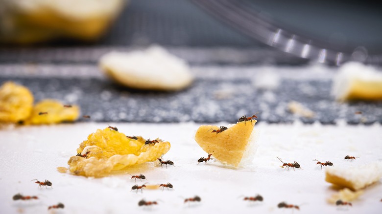 Ants carrying food on a countertop