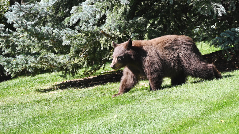 bear walking on lawn