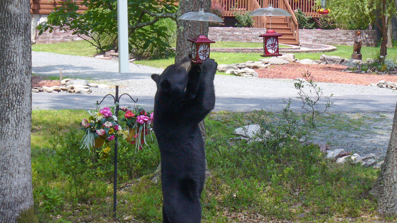 Bear eating from bird feeder