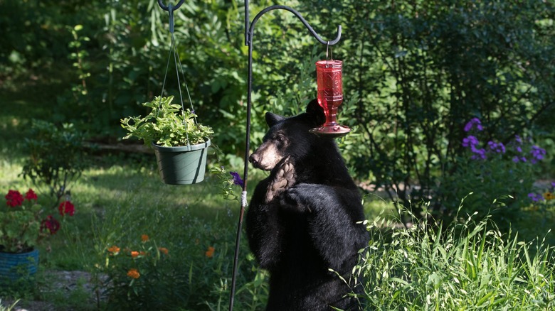 Bear standing and looking at Bird feeder