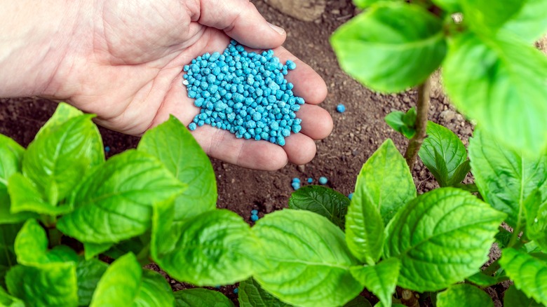 Hand with garden fertilizer ganules