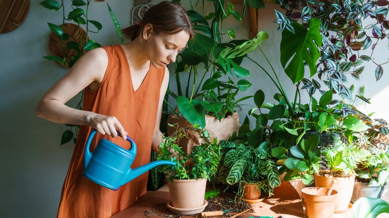 Woman waters plants indoors