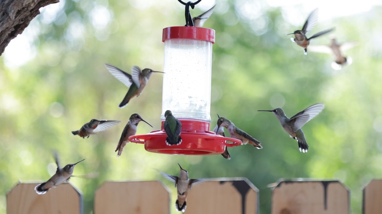 Hummingbirds surrounding feeder