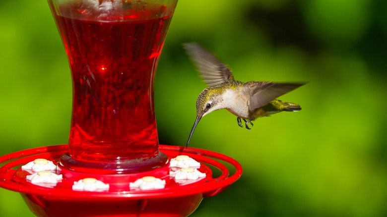 Hummingbird flying towards feeder