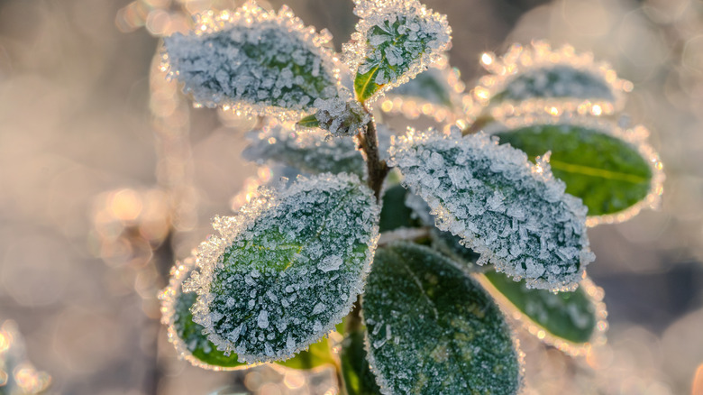 Frozen plant close-up