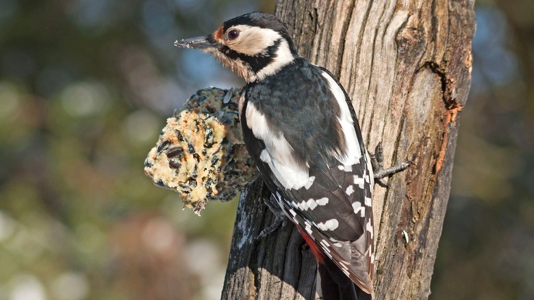 Woodpecker eating suet cake