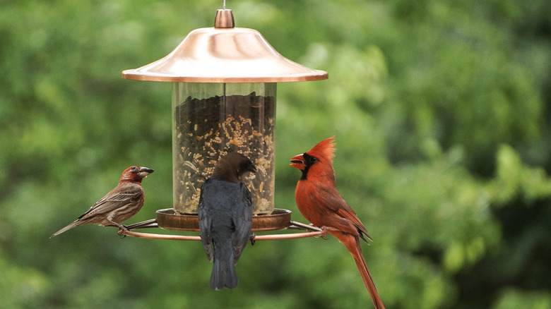 Bird feeder grosbeak cardinal cowbird