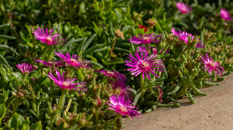 The pink flowers of hardy ice plants bloom by a sidewalk