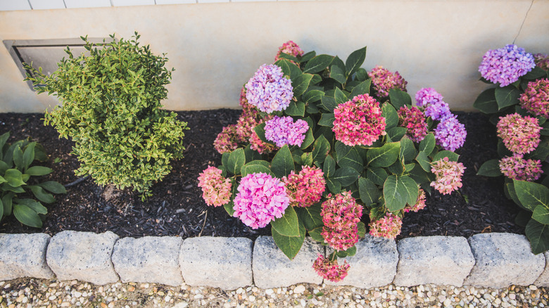 Hydrangea flowers blooming in mulched garden bed