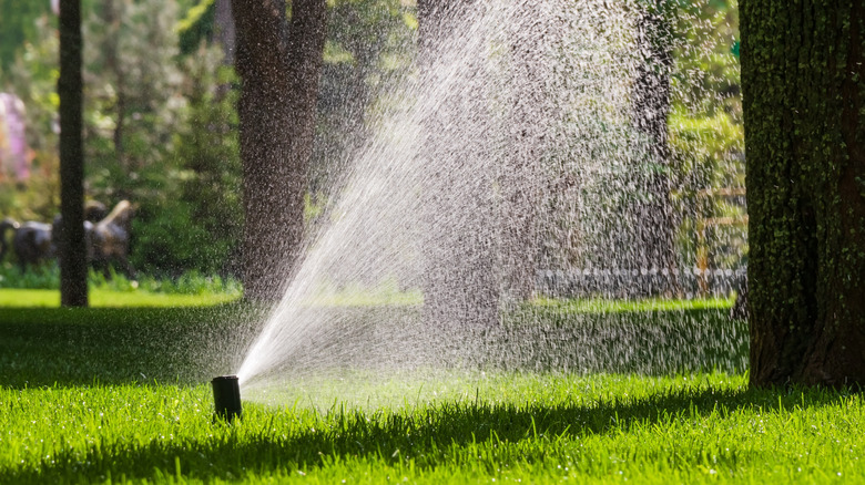 Sprinkler system watering a lush, green lawn