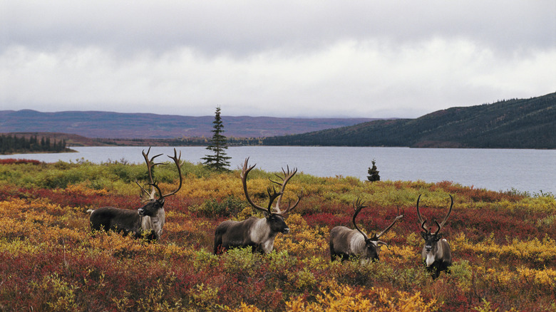 Reindeer in Alaska