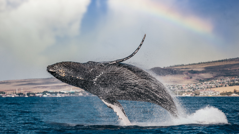 Whale breaching near Hawaii