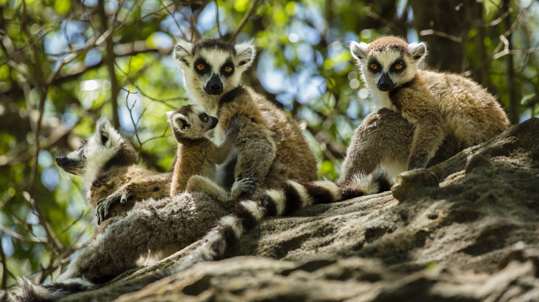 Lemurs in Madagascar