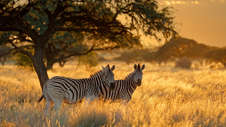 Zebras in South Africa