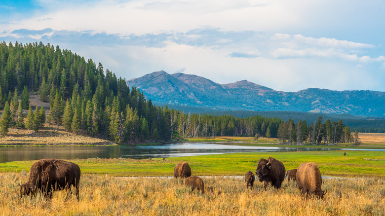 Bison in Yellowstone national park