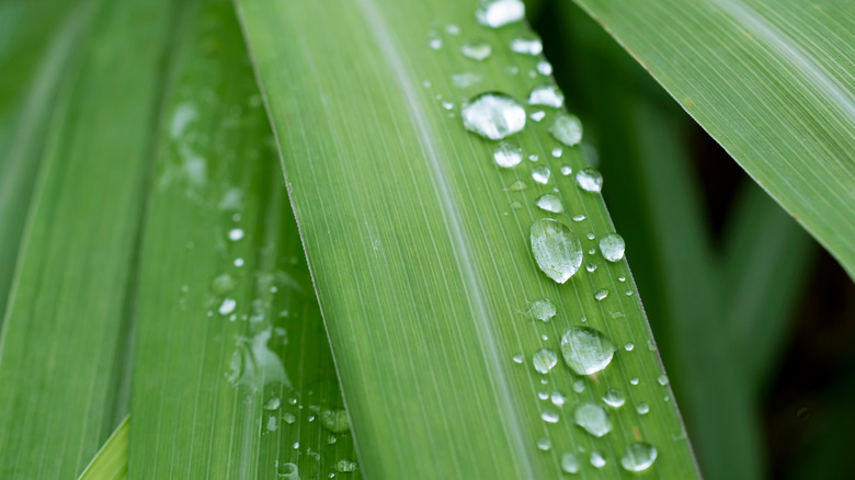 Citronella grass close up, with water droplets on it