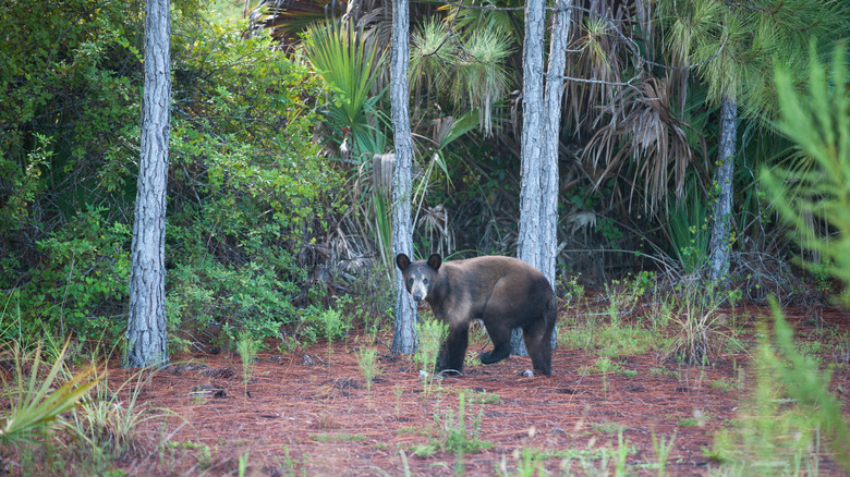 Florida black bear in forest