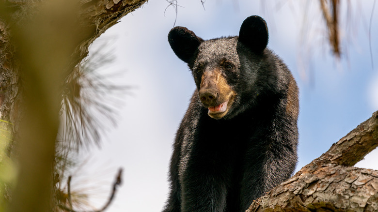 Florida black bear in a tree