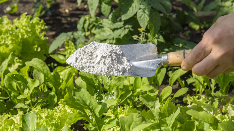 Gardener sprinkling diatomaceous earth