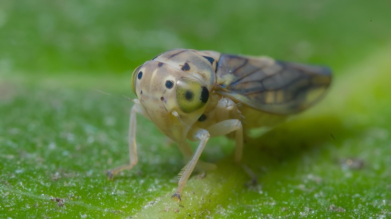 leafhopper on a leaf