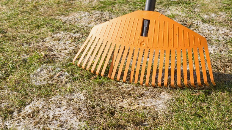 A plastic rake on snow fungus infected lawn