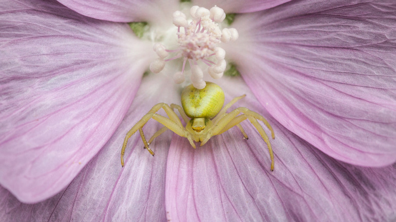 Crab spider in pink flower