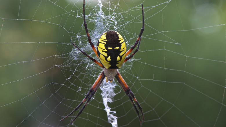 Yellow garden spider in a web