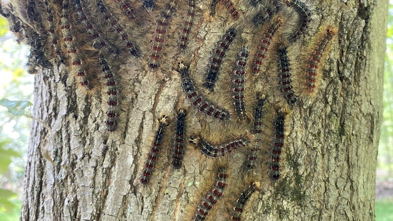 Spongy moth caterpillars on a tree
