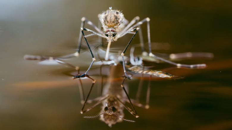 mosquito on the water