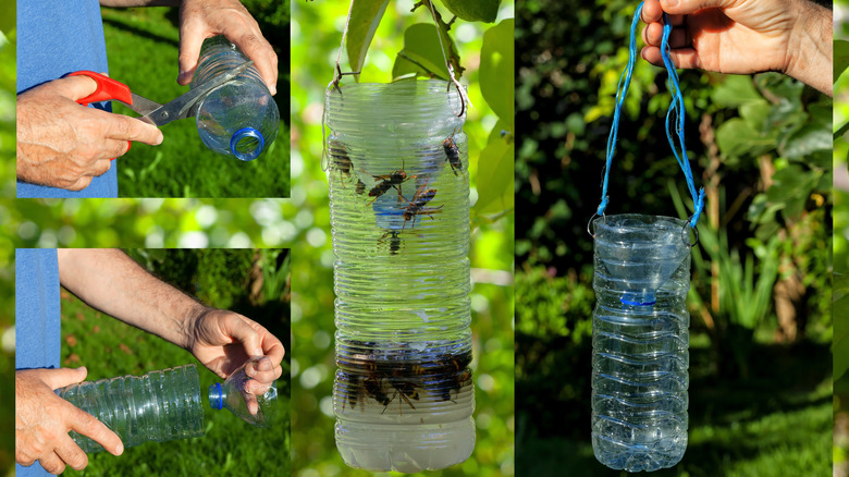 making plastic bottom insect trap