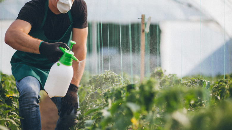 Man spraying plants with herbicide