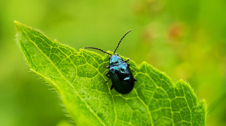 Flea beetle on leaf, close up