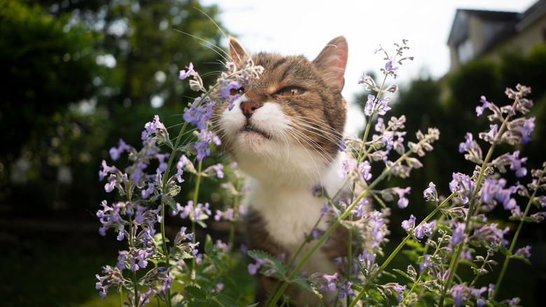 Cat smelling blossoming catnip