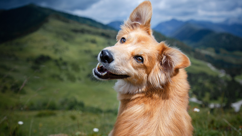 Cute dog in the mountains