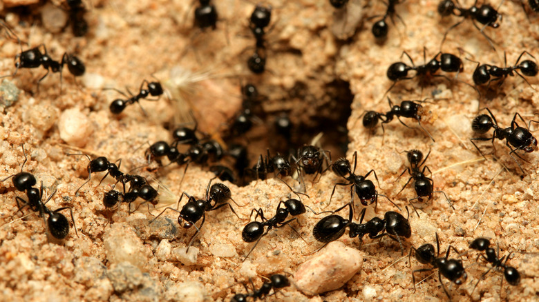 Black ants in an ant hill