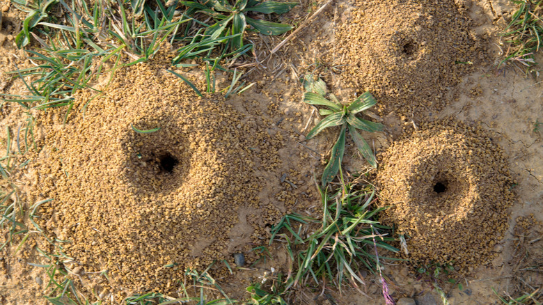 Ant hill in grass