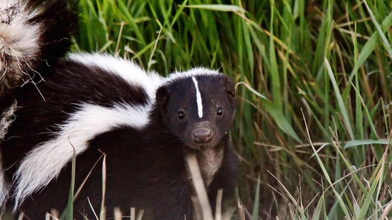 young skunk