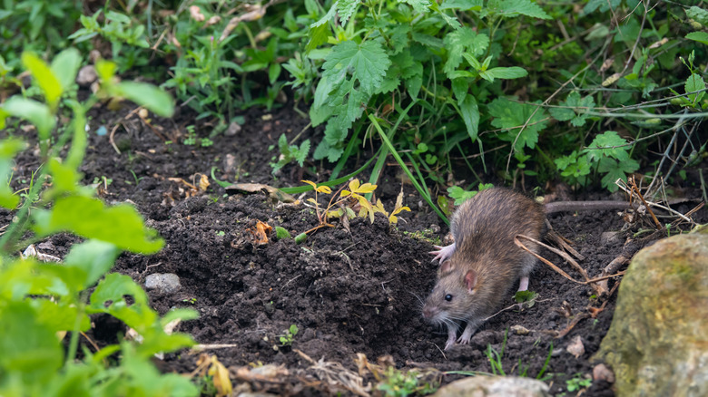 Rat in garden