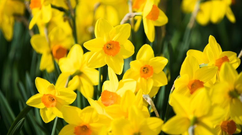 Daffodils close-up